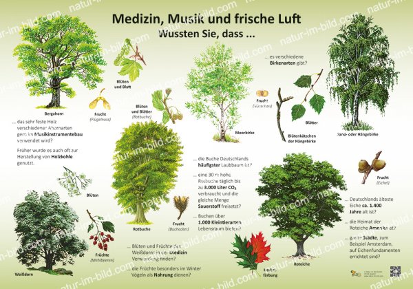 Medizin, Musik und frische Luft - Wussten Sie, dass...
