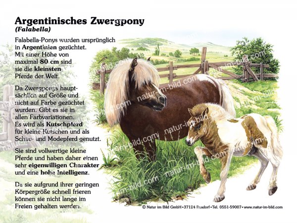 Argentinisches Zwergpony