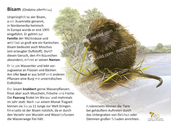 Bisamratte