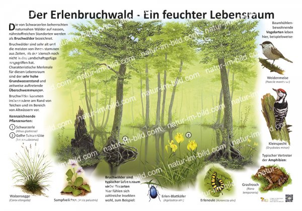 Der Erlenbruchwald