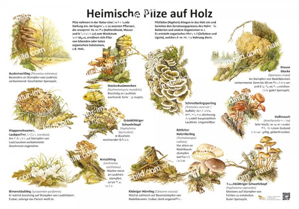 Heimische Pilze auf Holz