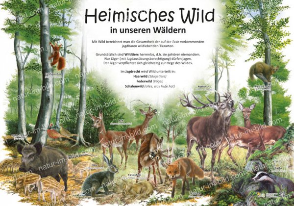 Heimisches Wild in unseren Wäldern