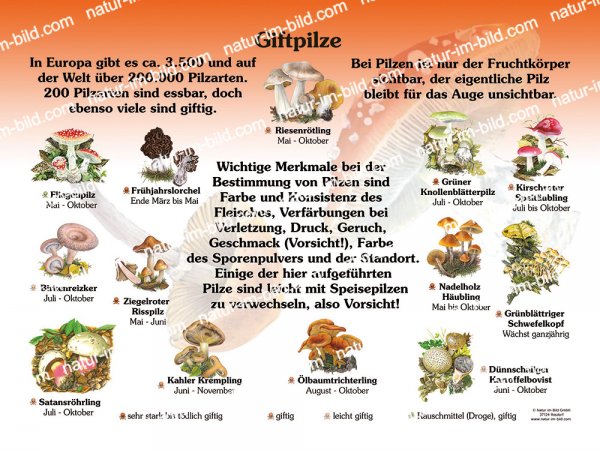 Giftpilze