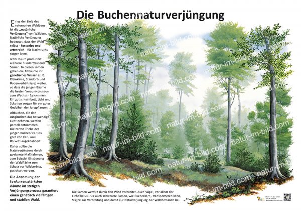 Die Buchennaturverjüngung
