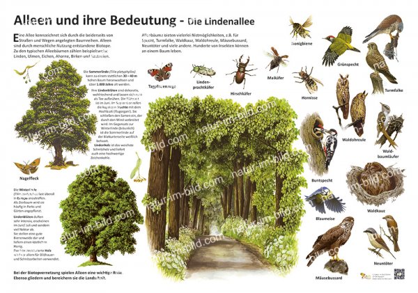 Alleen und ihre Bedeutung