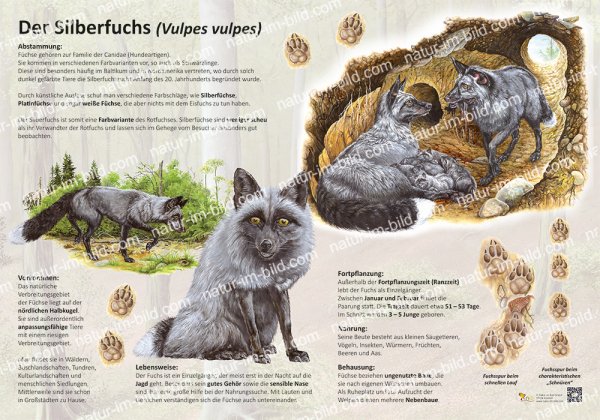 Silberfuchs