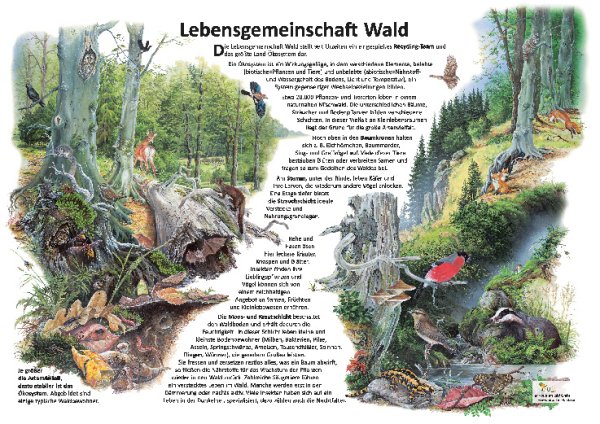 Lebensgemeinschaft Wald