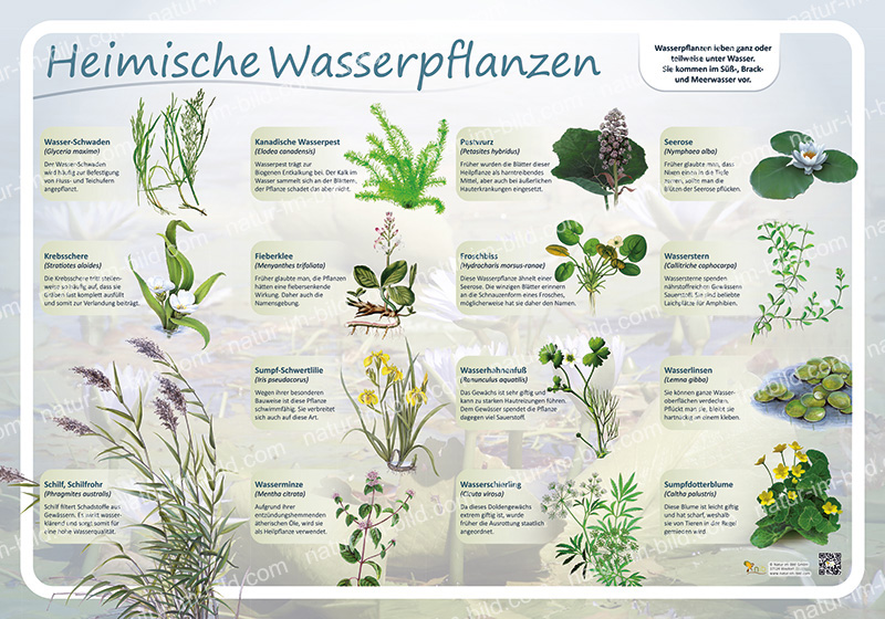 Heimische Wasserpflanzen Gewässer Lehrtafeln Natur im Bild