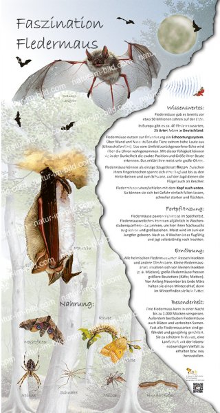 Faszination Fledermaus, 45 x 85 cm