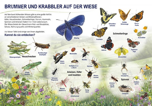 Brummer und Krabbler auf der Wiese