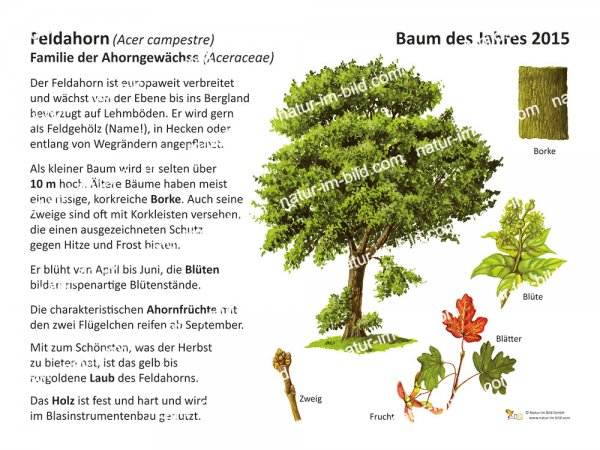 Feldahorn - Baum des Jahres 2015