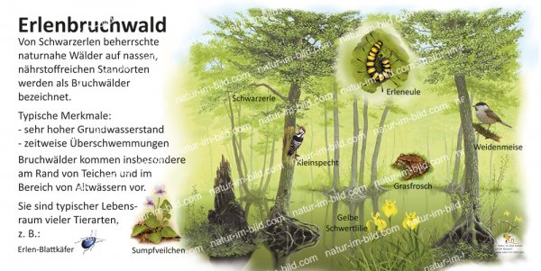 Erlenbruchwald