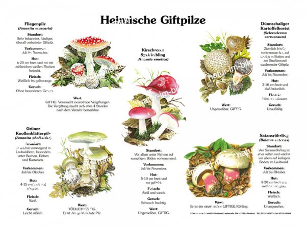 Heimische Giftpilze