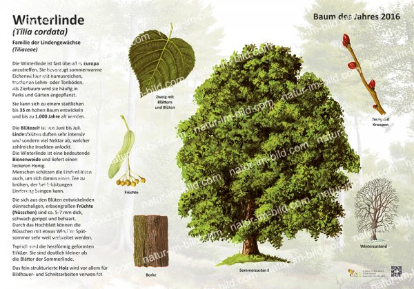 Die Winterlinde - Baum des Jahres 2016