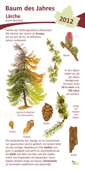 Lärche
