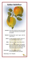 Gelber Bellefleur