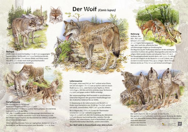Der Wolf