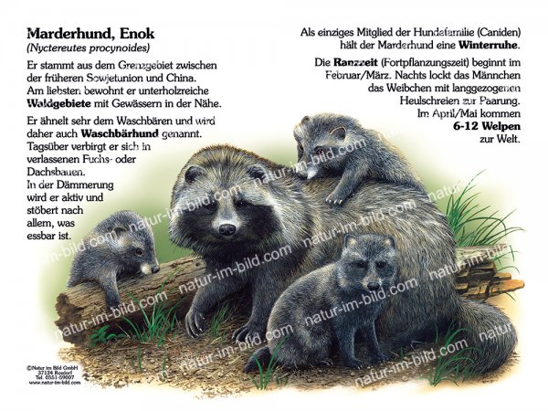 Marderhund