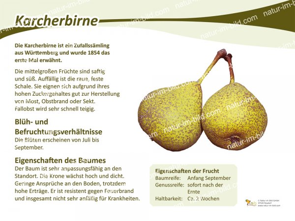Karcherbirne