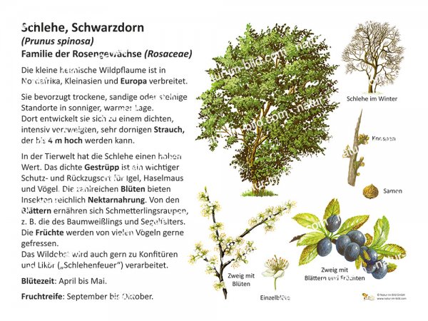 Schlehe, Schwarzdorn