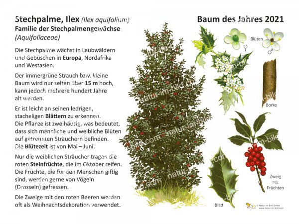 Stechpalme. Ilex Baum des Jahres 2021