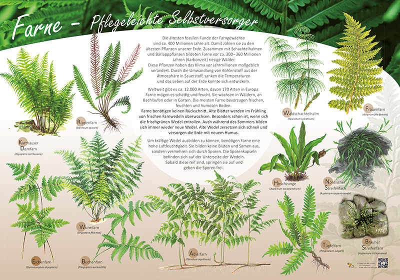 australischer gummibaum 10 buchstaben XXL Gummibaum Stamm kaufen – Green Me Up