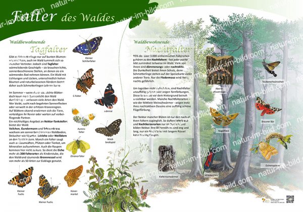 Falter des Waldes