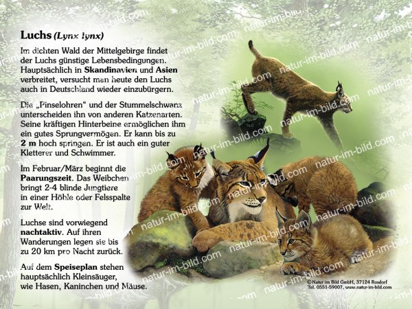 Luchs