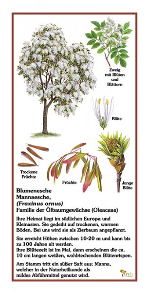 Blumenesche, Mannaesche