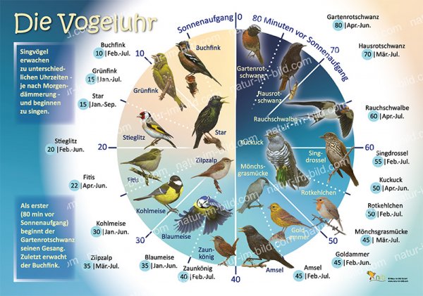 Die Vogeluhr