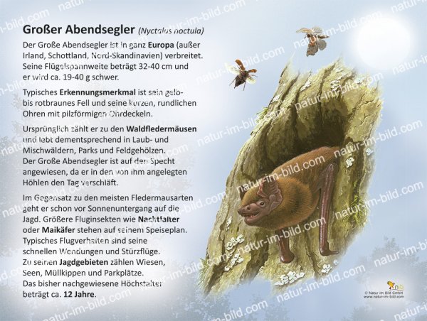 Abendsegler, großer
