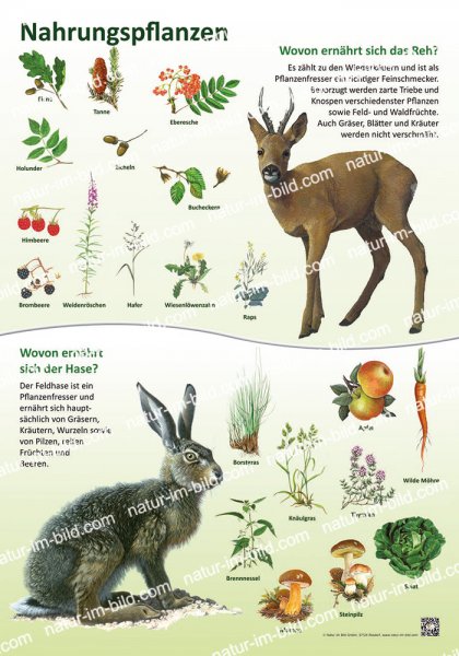 Nahrungspflanzen - Hase und Reh