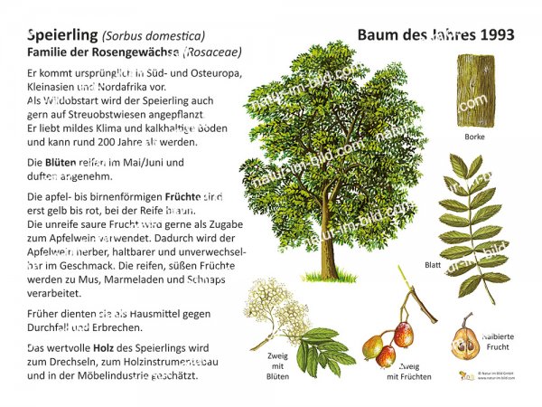 Speierling - Baum des Jahres 1993
