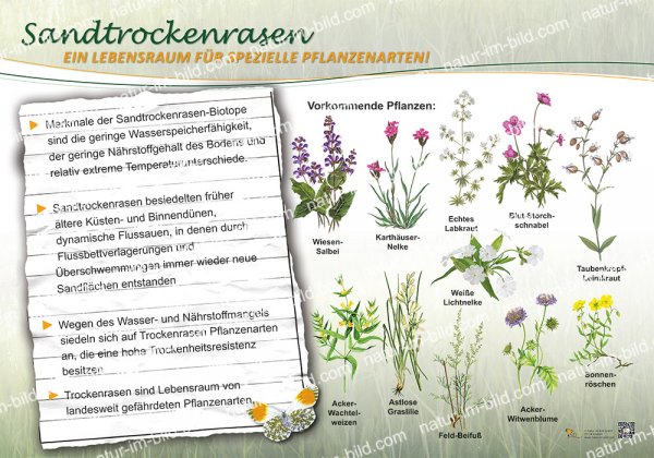 Sandtrockenrasen
