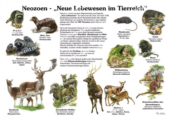 Neozoen - Neue Lebewesen im Tierreich