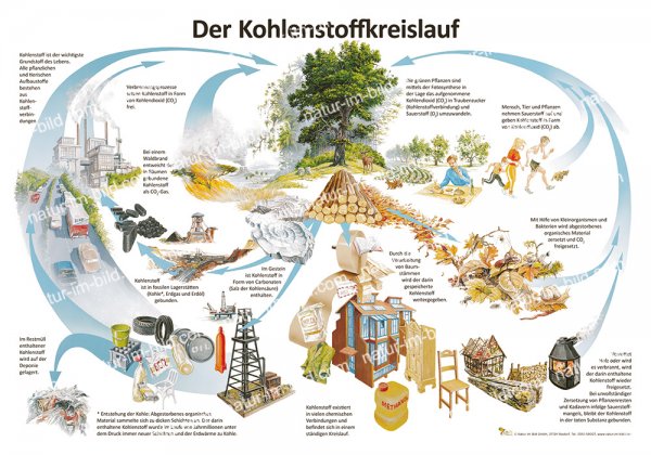 Der Kohlenstoffkreislauf
