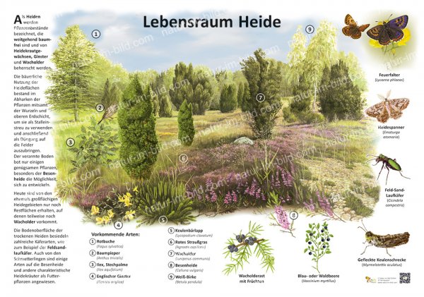 Lebensraum Heide