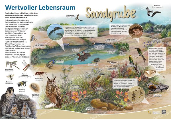 Wertvoller Lebensraum - Sandgrube