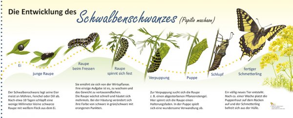 Die Entwicklung des Schwalbenschwanzes, 100 x 40 cm, 10 mm HPL