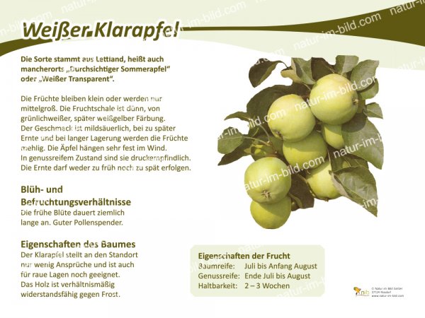 Klarapfel