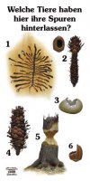 Welche Tiere haben hier ihre Spuren hinterlassen?