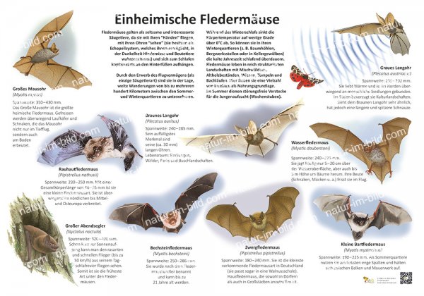 Einheimische Fledermäuse