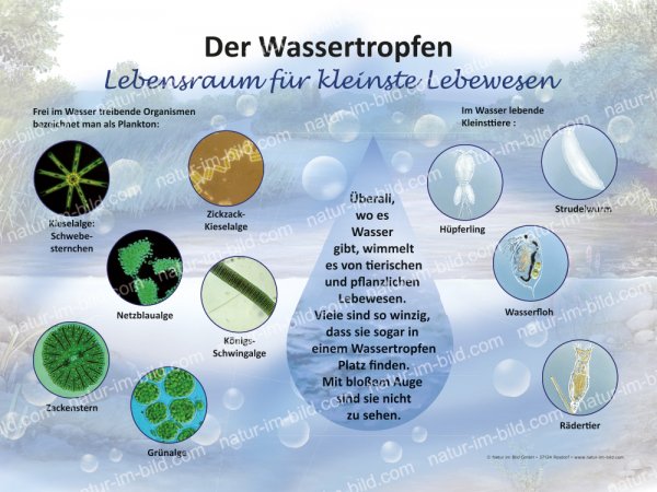 Der Wassertropfen