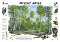 Lebensraum Laubwald