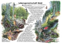 Lebensgemeinschaft Wald