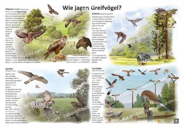 Wie jagen Greifvögel