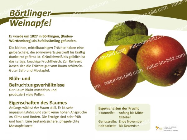 Börtlinger Weinapfel