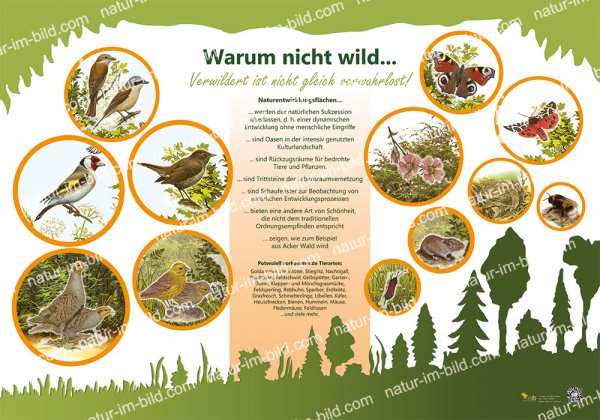 Warum nicht wild...