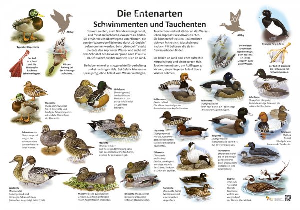 Die Entenarten