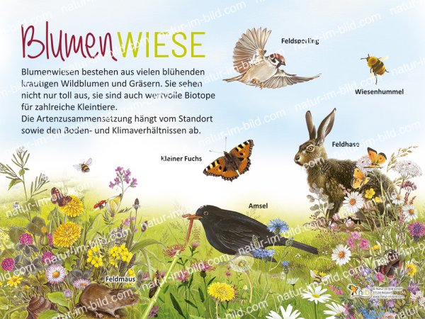 Blumenwiese